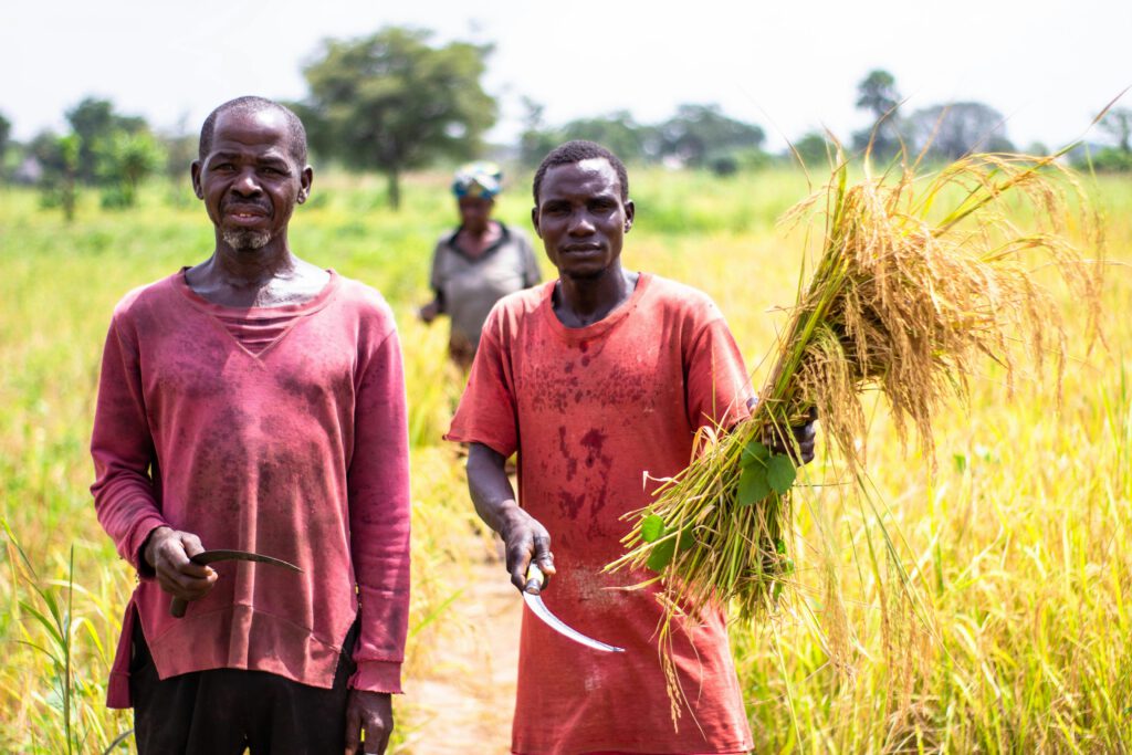 African farmers harvesting wheat in a rural field in Makurdi, Nigeria.
